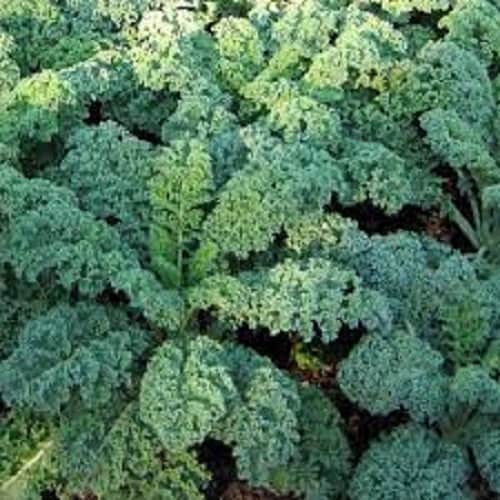 Premium Blue Curled Scotch Kale - Fresh Organic Heirloom Seed.  Most popular variety on the market!  Slow to bolt.  Rich in Vitamin A!