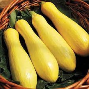 May include: Four yellow summer squash in a wicker basket. The squash are long and slender with smooth skin.