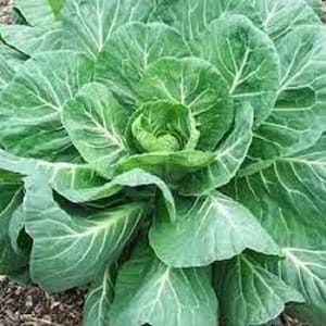 May include: A close-up image of a vibrant green cabbage plant. The leaves are large, textured, and arranged in a spiral pattern, with prominent white veins. The plant is in a garden setting, with dark soil visible at the base.