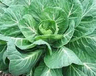 Premium Georgia Southern Collard Greens - Fresh Organic Heirloom Seeds Awesome non-heading variety.  Both heat and cold tolerant! Delicious
