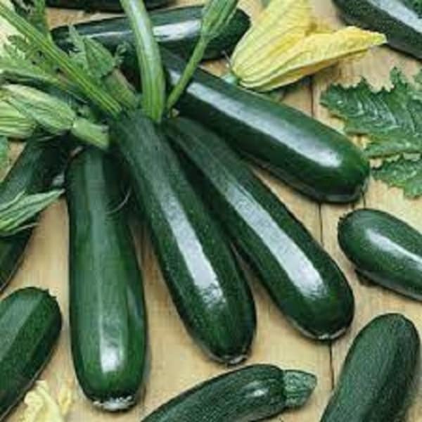 Premium Black Beauty Zucchini - 25 Fresh, organic, heirloom seeds - The most popular zucchini variety in the world!