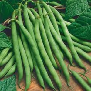 May include: A bunch of green string beans, also known as snap beans, are arranged on a wooden surface. The beans are long and slender, with a smooth, glossy surface.