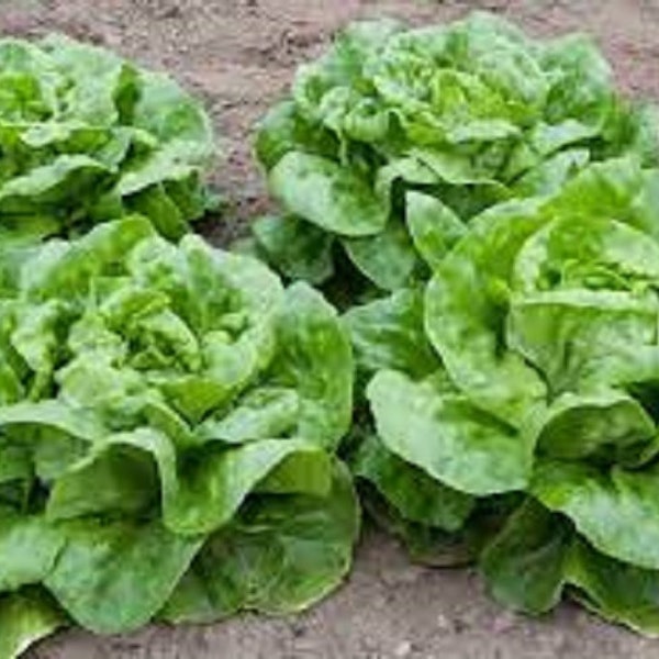 Premium Buttercrunch Leaf Lettuce - Fresh Organic Heirloom Seeds - Tender, delicious, and looks as good in the garden as in the salad bowl.