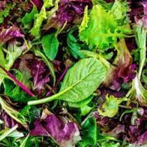 May include: A mix of green and red lettuce leaves. The lettuce is fresh and ready to be used in a salad.