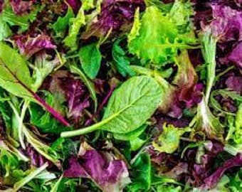 Premium Gourmet Mesclun Leaf Lettuce Mix - Fresh Organic Heirloom Seeds. This mesclun blend is the type normally served in fine restaurants!