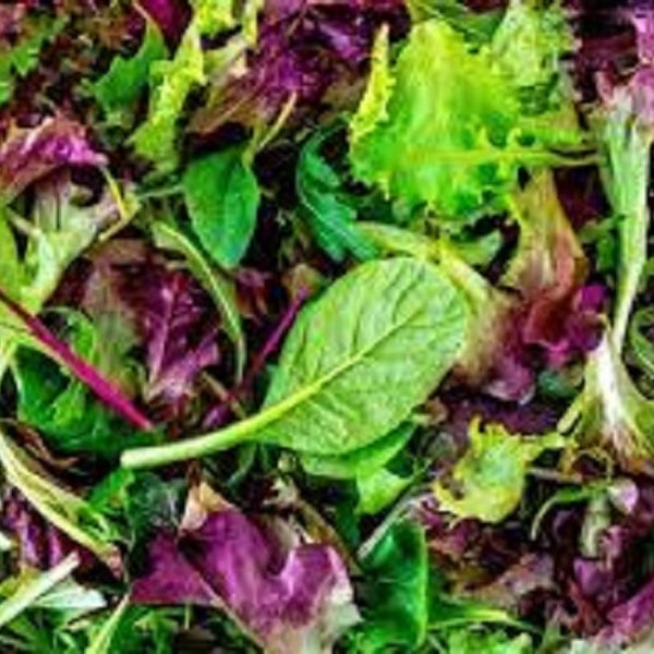 Premium Gourmet Mesclun Leaf Lettuce Mix - Fresh Organic Heirloom Seeds. This mesclun blend is the type normally served in fine restaurants!