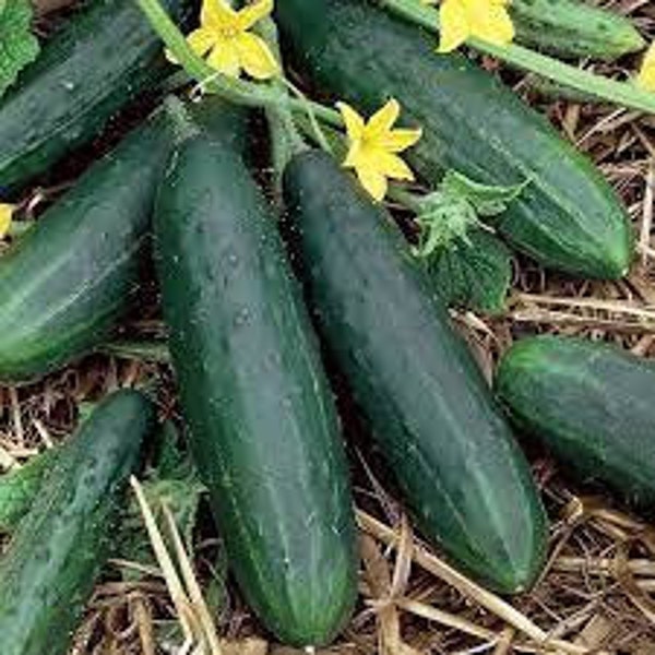 Premium Spacemaster Bush Cucumber - Fresh Organic, Heirloom Seeds.  Perfect variety for containers, or where garden space is limited!