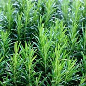 May include: A close-up view of a patch of green rosemary plants. The rosemary is growing in a dense patch with many stems and leaves.