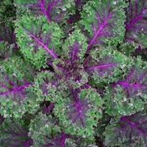 May include: Close-up of a vibrant purple and green kale plant. The leaves are ruffled and have a textured surface.