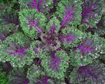 Premium Red Russian Kale - Fresh Organic, Heirloom Seeds - Very Mild, Tender, and Hardy!