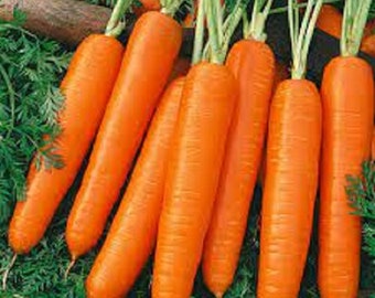Premium Scarlet Nantes Carrot - Fresh Organic, Heirloom Seed - Most Popular Ever! 19th Century French Heirloom. Sets the standard!