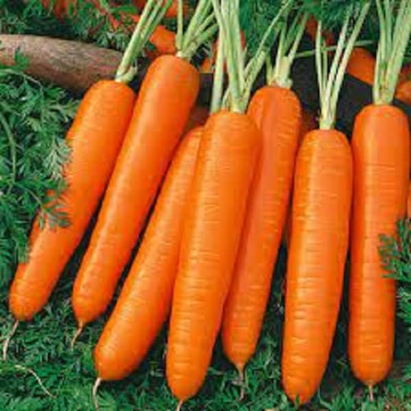 Premium Scarlet Nantes Carrot - Fresh Organic, Heirloom Seed - Most Popular Ever! 19th Century French Heirloom. Sets the standard!