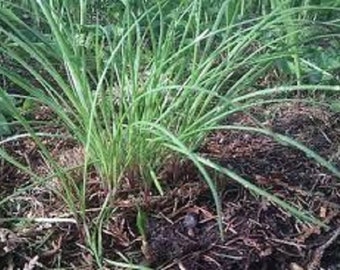 Premium Garlic Chives - Fresh Organic Heirloom Seed - One of the finest herbs of cooking!!