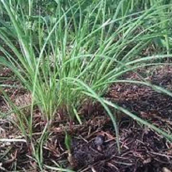 Premium Garlic Chives - Fresh Organic Heirloom Seed - One of the finest herbs of cooking!!