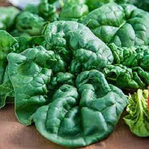 May include: A close-up of a bunch of fresh, dark green spinach leaves.