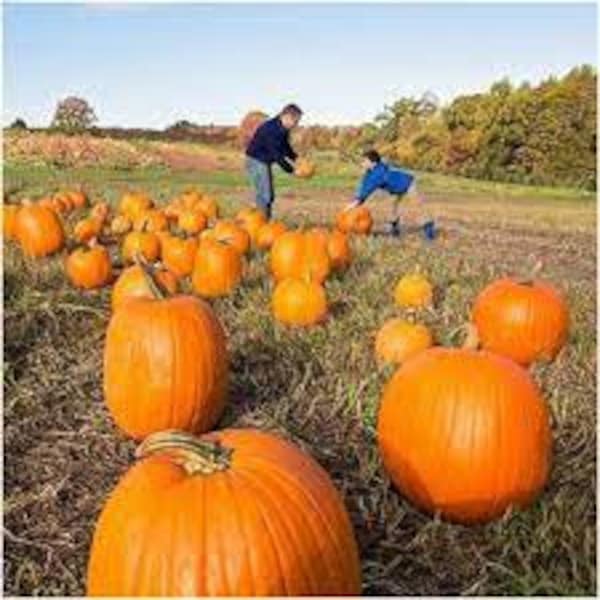 Premium Connecticut Field Pumpkin - Fresh Organic, Heirloom Seeds - Around Since the 1700's!  Perfect for Carving or Baking.