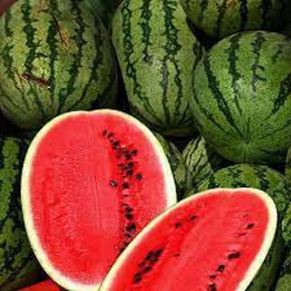 Premium All Sweet Watermelon - Fresh Organic, Heirloom Seeds - One of the sweetest ever!  Up to 30 pounds.  Sweet Flavor! Few Seeds.