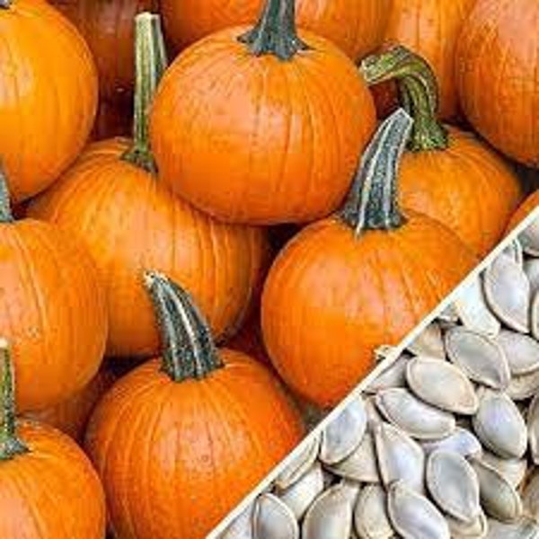 Premium Small Sugar Pie Pumpkin - Fresh, Organic, Heirloom Seed - Most Popular and Most Delicious Pie Pumpkin in the world1