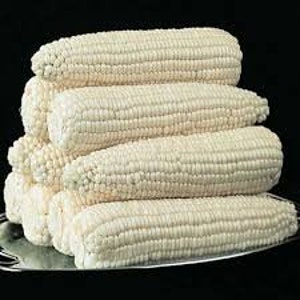 May include: Four white corn cobs stacked on top of each other on a silver tray.