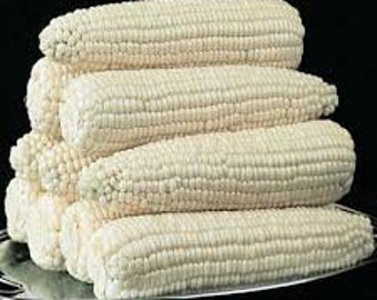 Premium Silver Queen Sweet Corn - Best White Corn on the Market - Fresh Seed - SE Variety - No Isolation necessary.  So Sweet!!