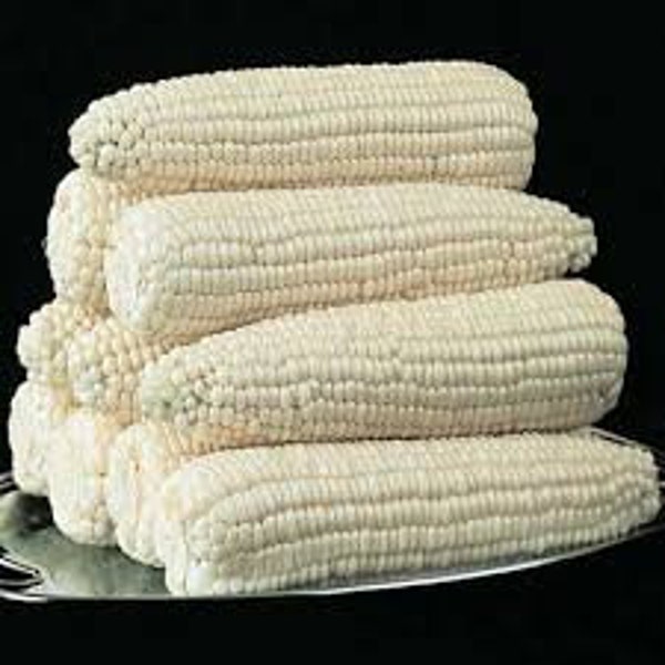 Premium Silver Queen Sweet Corn - Best White Corn on the Market - Fresh Seed - SE Variety - No Isolation necessary.  So Sweet!!