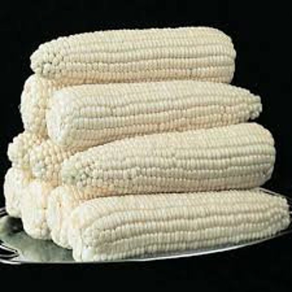 Premium Silver Queen Sweet Corn - Best White Corn on the Market - Fresh Seed - SE Variety   So Sweet!!