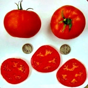 May include: Two red tomatoes, one sliced in half, with a US quarter coin for scale. The tomatoes are large and round, with a smooth skin.