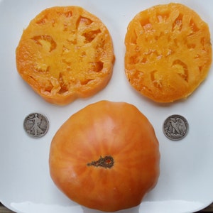 May include: Two slices of a bright orange tomato and a whole orange tomato on a white plate. The slices are about the size of a silver dollar coin.