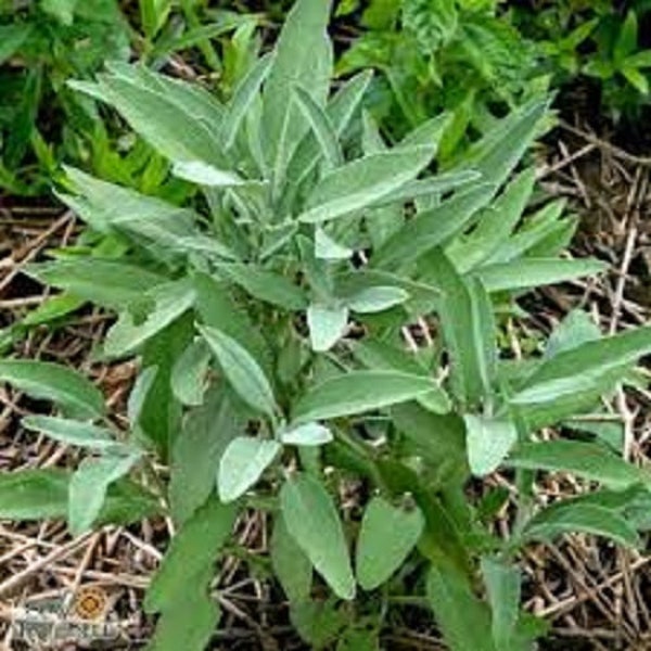 Premium Broadleaf Sage - Fresh Organic Heirloom Seed -  Medicinal and culinary benefits!