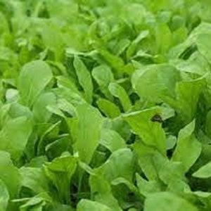 May include: A close-up view of a field of lush green leafy vegetables. The leaves are vibrant and healthy, with a smooth texture.