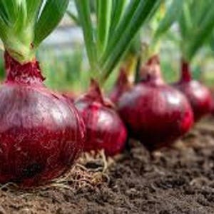 May include: Close-up of a row of red onions growing in dark soil. The onions are a deep red color with green stalks emerging from the top. The image is taken at ground level, showing the onions in their natural environment.