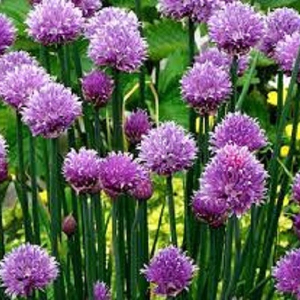 Premium Common Chives - Fresh Organic Heirloom Seeds - One of the prolific "fines herbs" of cooking - Lovely pink flowers