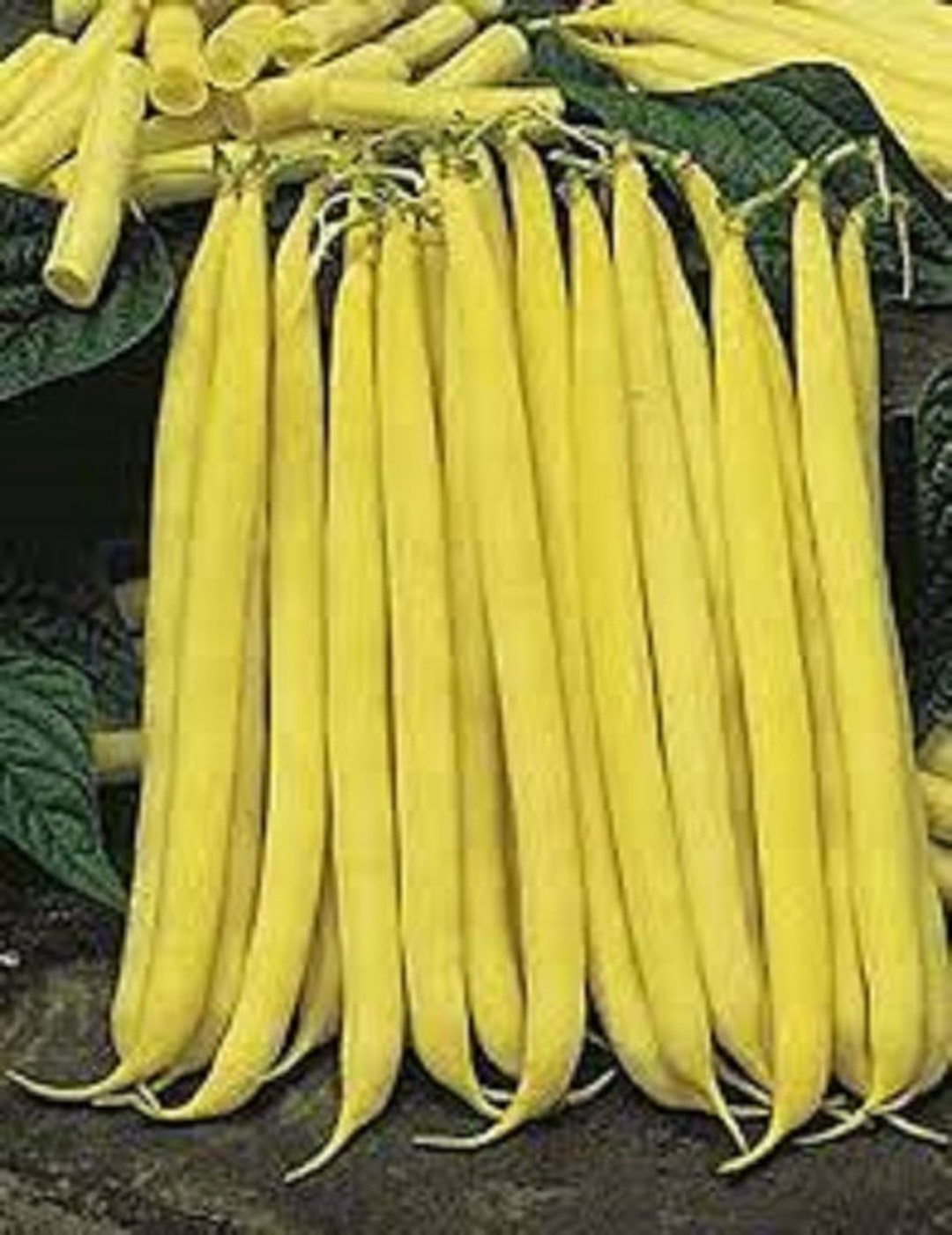 Premium Stringless Golden Yellow Wax Bean Fresh Organic, Heirloom Seed Most Popular Yellow Wax