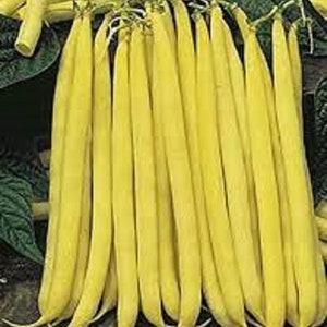 May include: A bunch of yellow string beans, also known as wax beans, are arranged in a fan shape. The beans are long and slender, with a smooth, waxy surface.