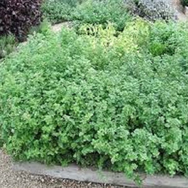 Premium Greek Oregano - Fresh Organic Heirloom Seed - Most Popular Oregano on the Market!!