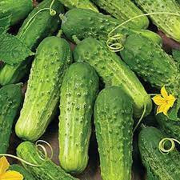 Premium Boston Pickling Cucumber - Fresh Organic, Heirloom Seed - Most Popular Pickling Cucumber Variety in the World!  Sweet, Seedless!