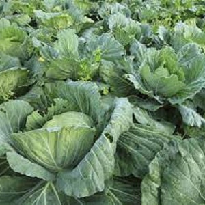 May include: A field of green cabbage plants growing in rows. The plants are large and leafy, with some of the heads of cabbage visible.