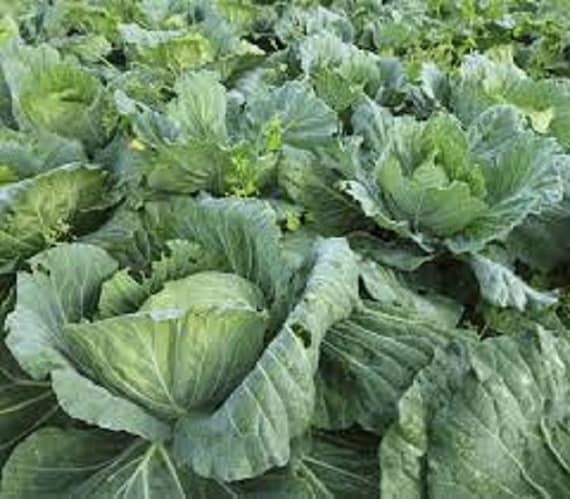 Premium Morris Heading Collard Greens - Fresh Organic, Heirloom Seeds -  Very rich in vitamins and minerals. Both cold and heat tolerant!