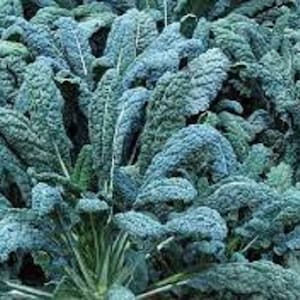 Premium Lacinato Kale - Fresh Organic, Heirloom Seeds - Also Known as Tuscan Kale and Dinosaur Kale.  Very Nutritious and Very Delicious!