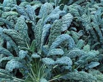 Premium Lacinato Kale - Fresh Organic, Heirloom Seeds - Also Known as Tuscan Kale and Dinosaur Kale.  Very Nutritious and Very Delicious!