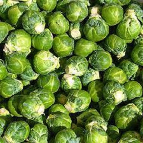 Premium Long Island Improved Brussel Sprouts - Fresh Organic Seed - Most popular variety on the market!  Yields tons of sprouts per plant.