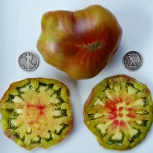 Ananas Noir - +25 Fresh Seeds - Try Something Different - AKA Black Pineapple