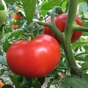 May include: Two ripe red tomatoes growing on a vine. The tomatoes are round and have a smooth, glossy skin. The vine is green and has leaves.