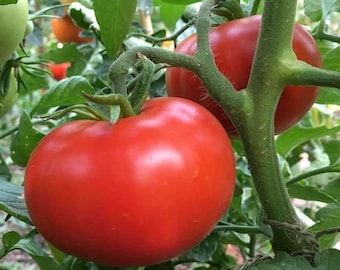 Sub Arctic Plenty - +25 Fresh Seeds - One of the First to Ripen!