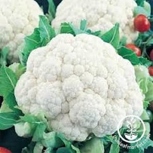 May include: Close-up of fresh, white cauliflower heads surrounded by green leaves and small red tomatoes. The cauliflower has a dense, textured surface. The image is well-lit, highlighting the natural colors and textures of the vegetables.