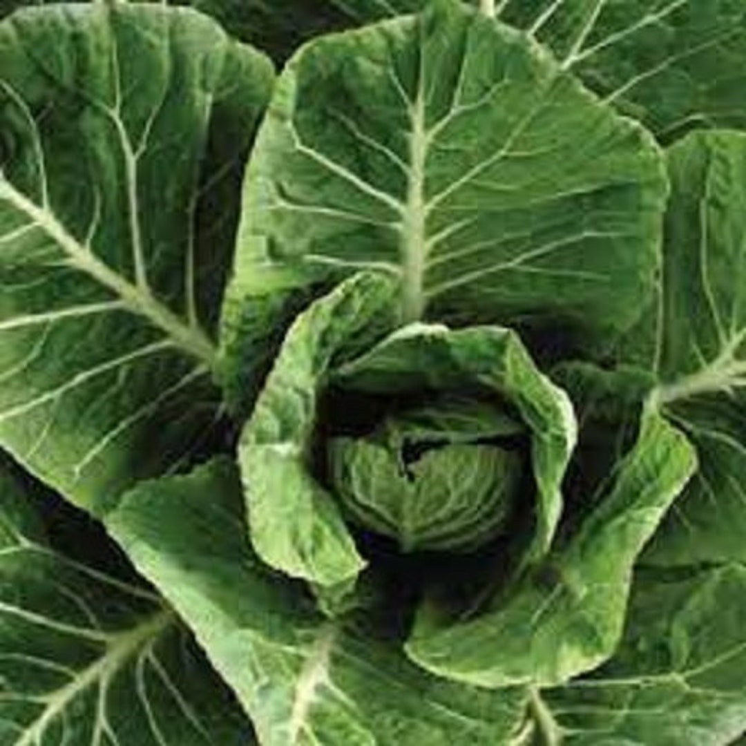 Premium Vates Collard Greens Fresh Organic Heirloom Seeds Slow Bolting