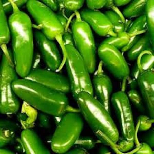 Premium Jalapeno Pepper Seeds - Fresh Organic, Heirloom Seeds.  About 5,000 on the Scoville scale.