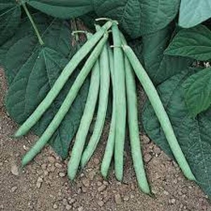 May include: A close-up of a bunch of green string beans on the ground. The beans are long and slender, with a slightly curved shape. The beans are surrounded by green leaves.