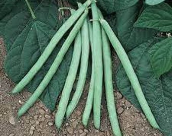 Premium Bush Blue Lake Stringless Green Bean - Fresh Organic, Heirloom Seeds -  The most popular green bean variety in the world!!