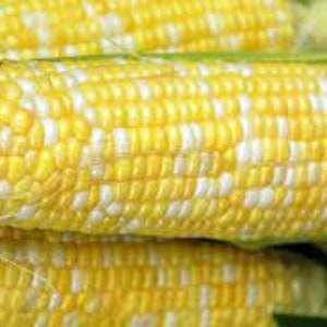 May include: Close-up of fresh corn on the cob with yellow and white kernels. The corn is partially husked, revealing the kernels. The image highlights the texture and color of the corn, suggesting a harvest or market setting.